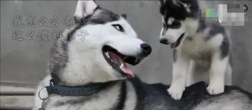 二哈当爸爸,哈士奇爸爸照顾亲儿子也这么二,哈士奇妈妈要疯掉吧
