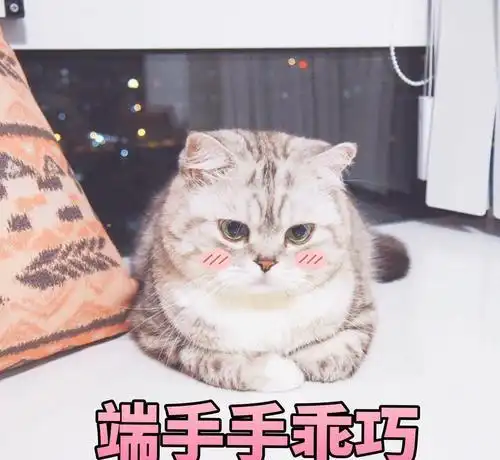 搞笑之余有一丝心酸,脸被传上脚气居然是猫的锅,猫咪也有脚气吗
