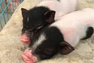 猪年要养一只迷你宠物猪吗听一听养了七年宠物猪前辈的一些忠告
