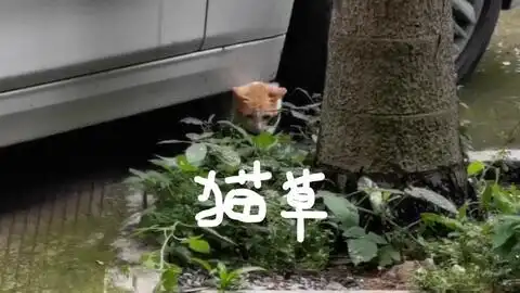 疫情来时你们在家数腿毛时我就不一样了,我被主子找上了门
