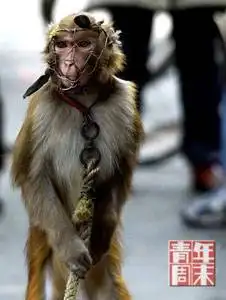 中国要不要搞动物福利

