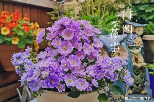 懂花的人,喜欢在夏天养10种花,有香有色,越热长得越欢实
