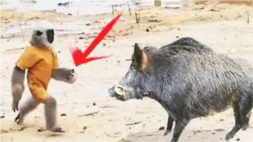 非洲乡村土著训练猴子抓野猪,现实版大圣抓八戒,一抓一个准
