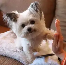 世界上最小的治愈犬,这是吃可爱多长大的狗子吧
