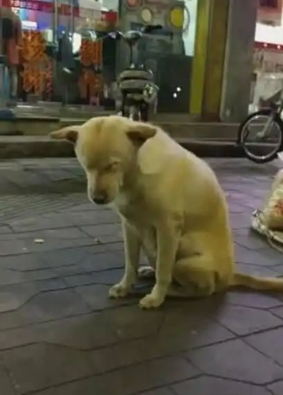 在寒风天里,土狗默默陪着主人摆摊到深夜,最后主人眼睛湿润了

