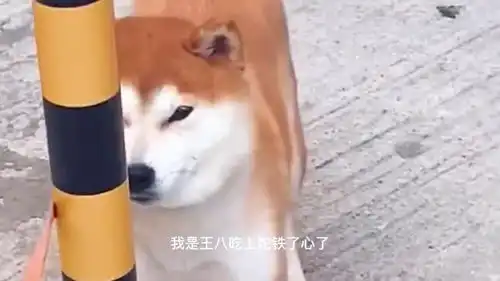 爆笑拒绝包办婚姻,二哈那是随便人都能驾驭的吗
