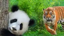 趣宠社动物的奇趣世界搞笑高清正版视频在线观看
