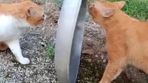 还带中场休息的3哥搞笑配音猫大战猫
