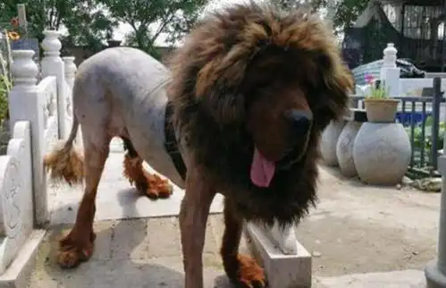 主人怕藏獒夏天热,亲自动手给它剃毛,剃完后狗主人懵主了
