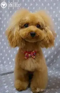 这狗是什么品种
