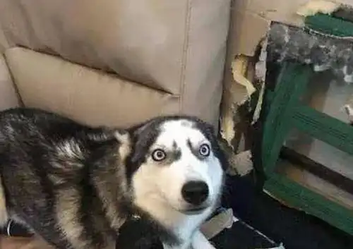 二哈疯狂拆家,被主人送到乡下劳改,3天后二哈竟把猪强上了
