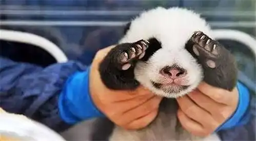 这些熊猫为了出去玩,各种抱大腿撒娇耍赖皮,简直萌翻
