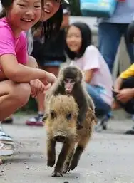 笑喷了动物抓狂时的搞笑表情
