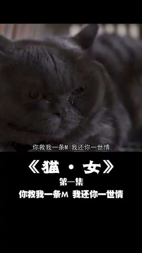 在办公室的沙雕行为第四十二集想养猫吗搞笑剧情
