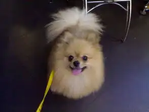 搞怪的博美

