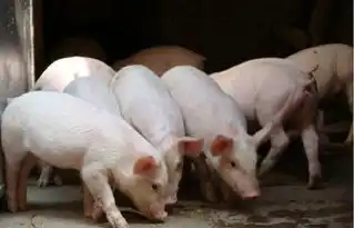 山东打响猪肉保卫战

