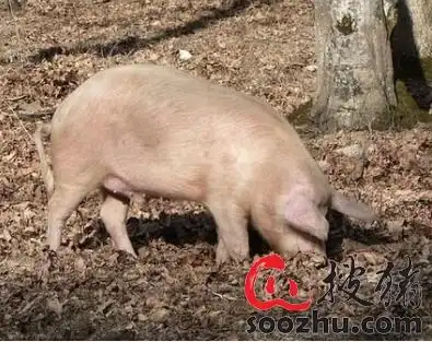 猪肉淡季竟逆势狂飙生猪期货上市在即能解猪周期
