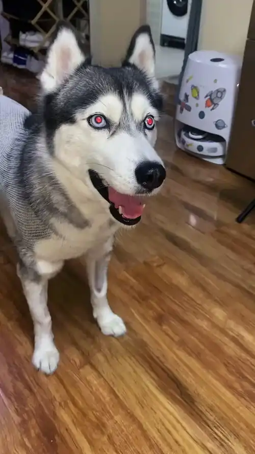 哈士奇这种逗比也会抑郁吗

