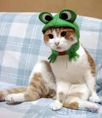 转可爱爆笑猫咪时装展
