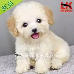 这个狗大概多少钱
