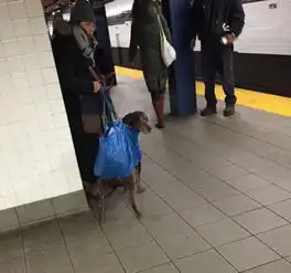 纽约地铁里的时髦街拍

