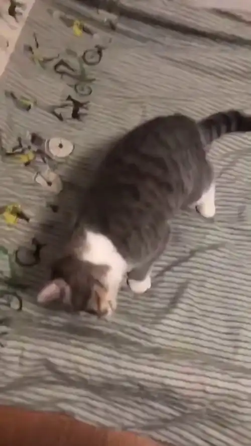 我说猫头怎么歪了,原来是落枕了....
