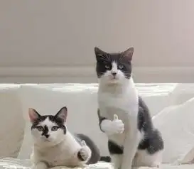 搞笑猫咪竖起了大拇指表情包,老哥稳
