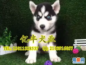 纯种哈士奇赛级雪橇犬哈士奇健康保障