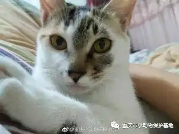 寻宠信息
