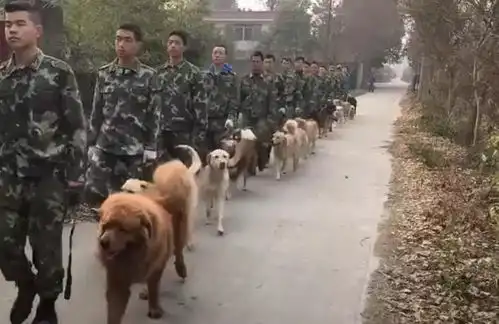 一群预备警犬正在训练,其中一只却掉链子,网友走后门选上的

