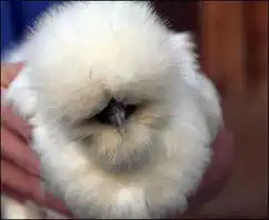 介个素虾米
