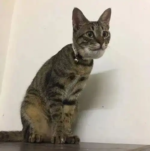 猫贪玩被蜜蜂蛰到下巴,直接肿成了申公豹,心疼又好笑
