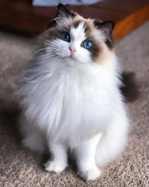 看了那么多这只猫的照片,你应该知道它是谁
