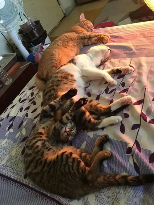 橘猫把猫跳台睡成比萨斜塔,引发网友爆笑这产品没通过测试

