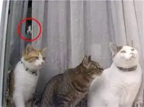 猫咪灵异照又毛又可爱从窗户后面探出一张猫脸
