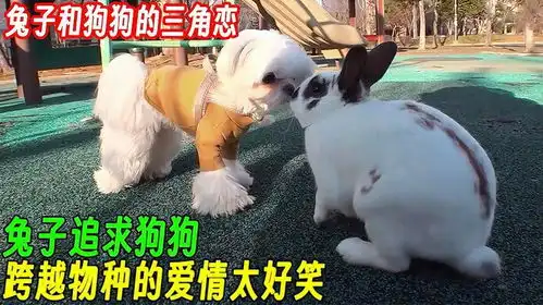 兔子追求小区的狗狗,却引发了狗狗的争斗,跨越物种的爱情太好笑
