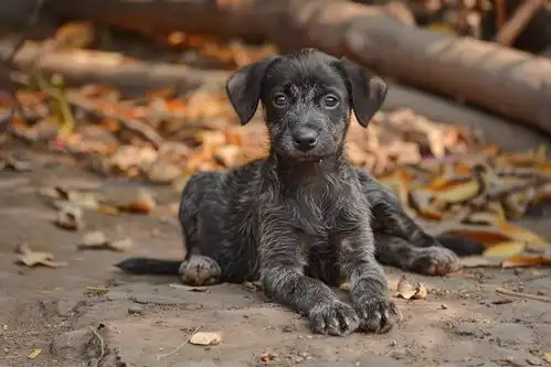 家犬动物狗图片摄影图摄影图
