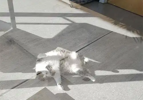 胖猫名叫弗雷德它的搞笑照片正火遍全网

