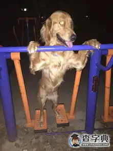 健身我要六块腹肌
