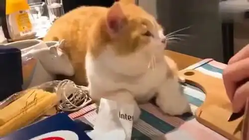 老公在切洋葱,馋橘猫以为有好吃的一定要贴过去,接下来爆笑了
