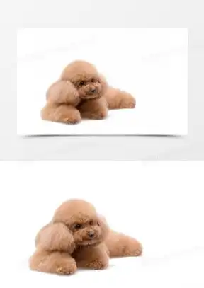 可爱小泰迪狗图片大全高清
