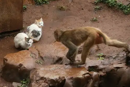 昆明动物园在猴山放猫灭鼠,网友质疑猴子虐猫,是人想多了吗

