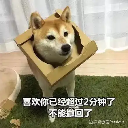 狗狗为什么会互相闻屁屁
