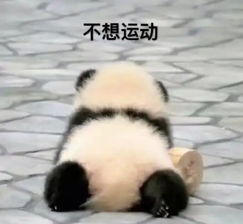 猫加熊猫,无敌表情包,无水印
