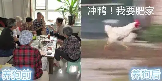 vetworthy养狗人生的前后对比让人爆笑不已养狗的你中招了没
