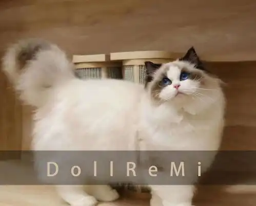 搞不懂为什么很多人对布偶猫的血统有执念

