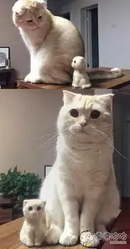 主人用猫掉下来的毛,做了一个小小猫,好厉害,真是一毛一样,哈百田搞笑大全
