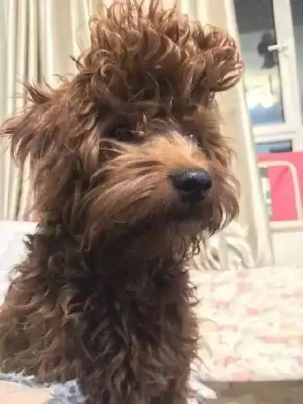 春节你烫头你打扮,狗子却成了大型搞笑翻车现场

