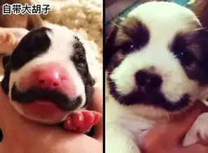 天生自带特效毛发的狗子和喵,新号还带皮肤的吗
