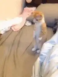 搞笑gif这身材太完美了
